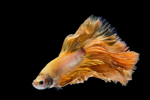 Yellow gold betta fish, siamese fighting fish on black background