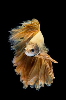 Yellow gold betta fish, siamese fighting fish on black background