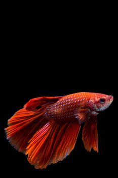 Red betta fish, siamese fighting fish on black background