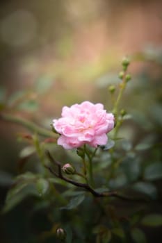 Roses in the garden, Roses are beautiful with a beautiful sunny day.