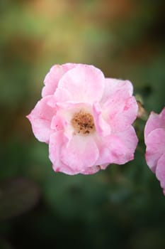 Roses in the garden, Roses are beautiful with a beautiful sunny day.