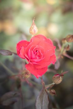 Roses in the garden, Roses are beautiful with a beautiful sunny day.