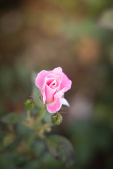 Roses in the garden, Roses are beautiful with a beautiful sunny day.