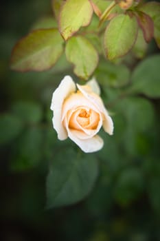 Roses in the garden, Roses are beautiful with a beautiful sunny day.