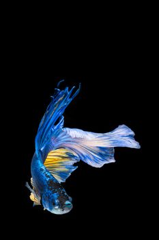 Blue and yellow betta fish, siamese fighting fish on black background