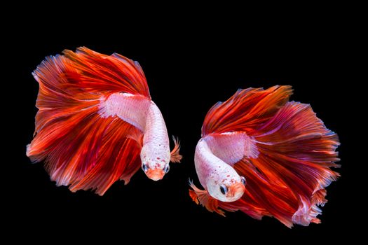 Pink and red betta fish, siamese fighting fish on black background