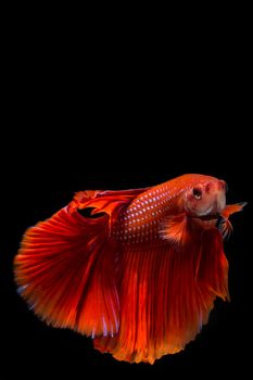 Red betta fish, siamese fighting fish on black background