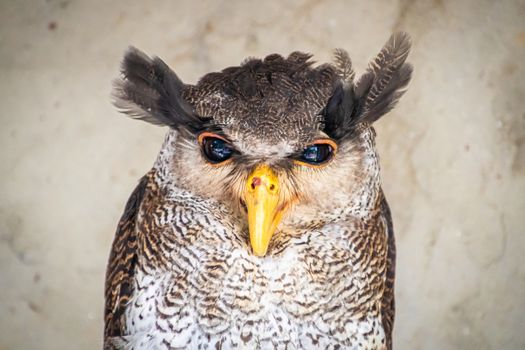 Barred malay eagle owl with yellow beak