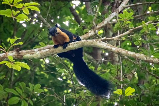 Brown and black squirrel tropical mammal in Malaysian rain forrest