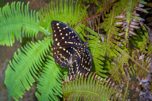 Butterfly yellow dotted brown wings in tropical rain forest