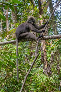 Dusky leaf monkey on Penang Island in Malaysia