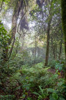 Fog and clouds in tropical rain forest at Cameron Highlands