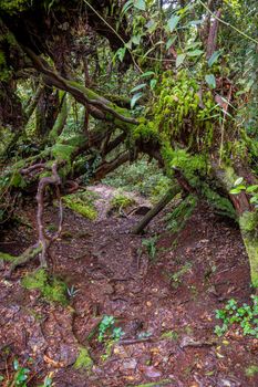Hiking path wild muddy and wet through mossy rain forrest