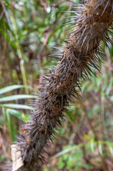 Liana vine covered in black thorns spines in tropical rain forrest