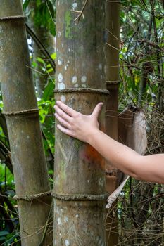 Massive bamboo stem in tropical rain forest of Penang