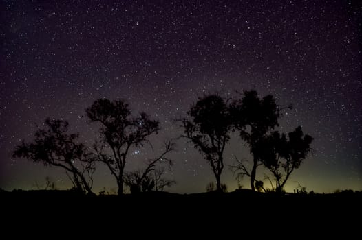 Night sky Australian outback tree silhouettes in front of dark sky close to Karijini National Park Australia