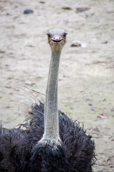 Ostrich bird with dark feathers and long neck looking into the camera
