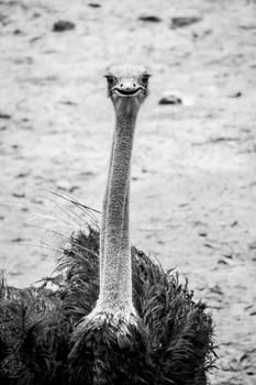 Ostrich bird with dark feathers and long neck looking into camera in black and white color
