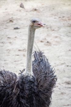 Ostrich bird with dark feathers and very long neck