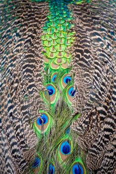 Peacock peafowl tail and back feather pattern in beautiful