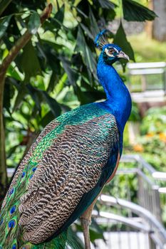 Peacock peafowl with beautiful colored feathers shining in blue and green tones
