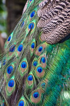 Peacock peafowl feathers at tail shining in blue and green tones