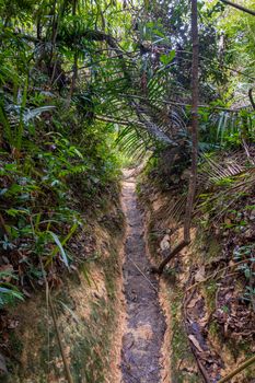 Penang island hiking path leading through tropical rain forest