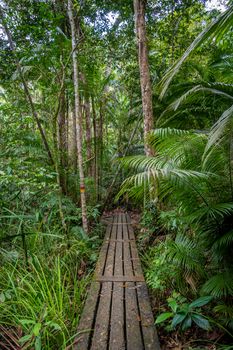 Penang National park wooden hiking path leading through tropical jungle