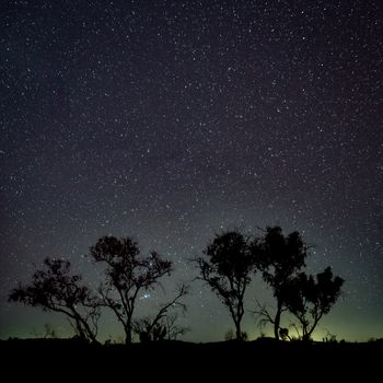 Silhouette of trees in front of dark night sky in southern hemisphere Western Australia