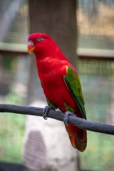 Red parrot popinjay with green yellow and blue wing feathers