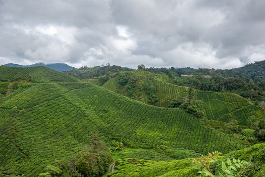 Tea plant rows covering steep mountain slopes in Cameron Highlands