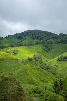 Tea plantation covering the rainy the Cameron Highlands in Malaysia