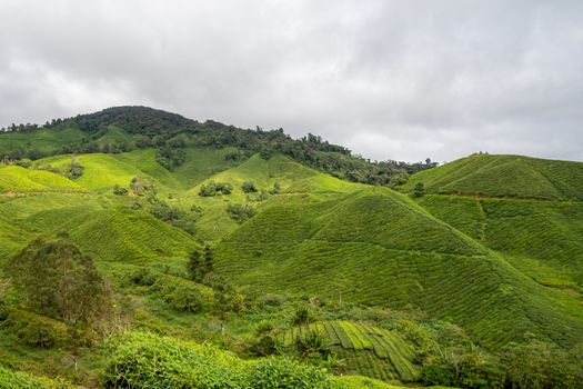 Tea plantation covering mountains at Cameron Highlands in Malaysia