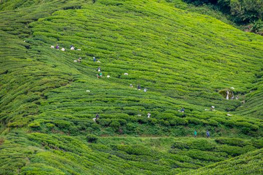 Tea plantation group of workers harvesting camellia sinensis