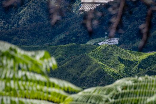 Tea plantations covering valleys and mountains of Cameron Highlands