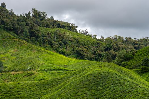 Tea plantation in front of tropical rain forrest in Malaysia