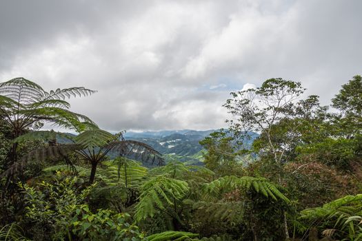 Tree ferns and tropical rain forest at Cameron Highlands