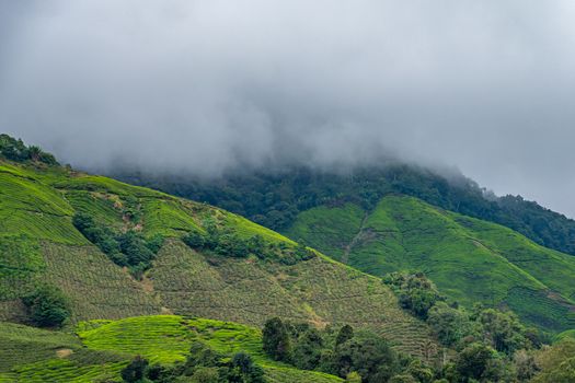 Tea plantation in front of tropical rain forest covered by cloud