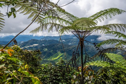 Tropical rain forest in front of tea plantation valleys in the Cameron Highlands