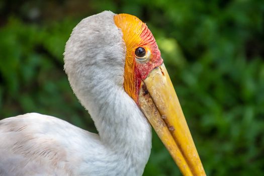 Yellow-billed stork close up image in Malaysia