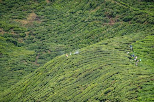 Workers at tea plantation harvesting tea leaves and spraying fungicide