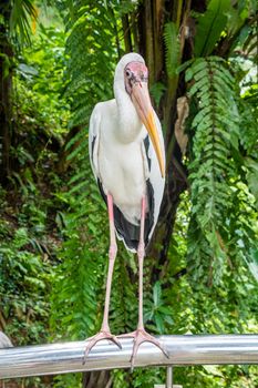 Yellow-billed stork in front of rain forest vegetation in Asia