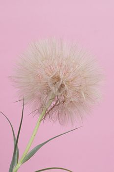 A big dry dandelion flower closeup on pink background. Big depth of field. Dandelion stock photo.