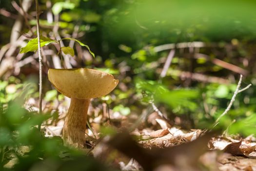 Big boletus grows in sunny wood. Natural organic plants and mushroom growing in forest