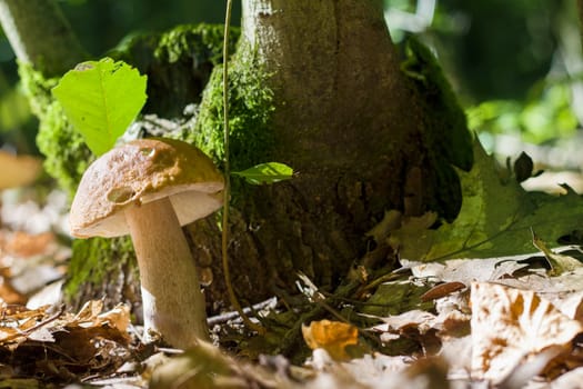 Boletus grows near hemp in sunny forest. Natural organic plants and mushroom growing in wood