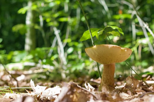 Boletus mushroom grows. Natural organic plants growing in wood
