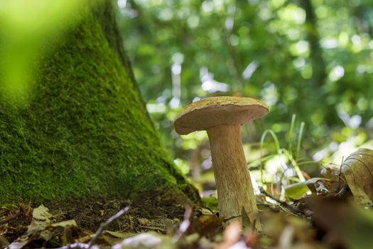 Boletus mushroom in sunny wood. Natural organic plants and mushroom growing in forest