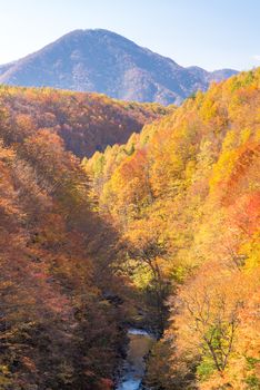 Nakatsugawa gorge from bridge at Fukushima in autumn fall Japan