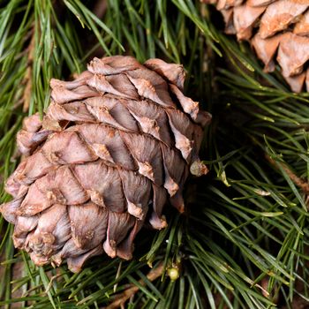 Cedar tree branch with cones and nuts