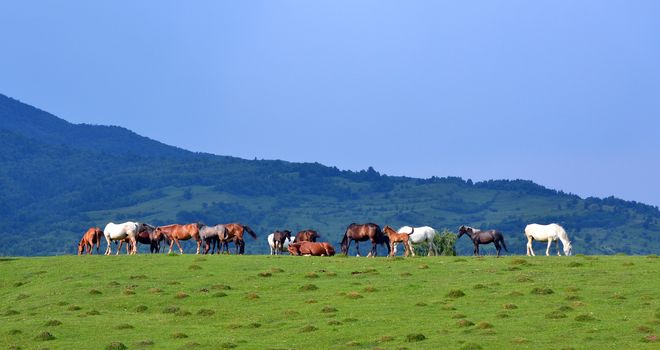 Countryside landscape with herd of horses